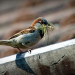 Veranderingen in de tuin
