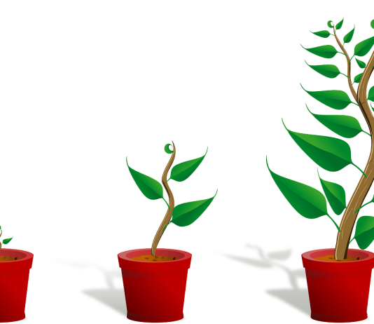 Keuze uit zoveel verschillende soorten planten, welke past het beste bij jou?