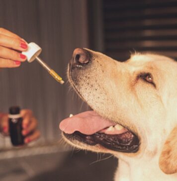 Vijf manieren waarop CBD goed is voor dieren