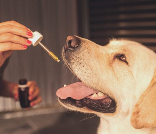 Vijf manieren waarop CBD goed is voor dieren